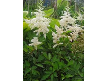 ����� ������*