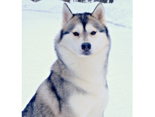 Husky Haven Silvery Moon