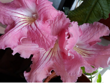 DS �����- �����