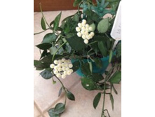 ���� Lacunosa Eskimo