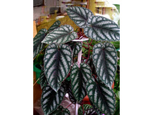 ������ ������������. Cissus discolor....