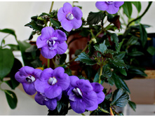 Vie en bleu.JPG - 150 ���.