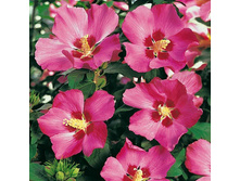 �������� ��������� ��������.jpg