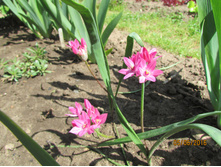 ��� �����������.JPG