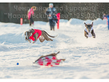 33106233436 49d3f0ea26 o.jpg