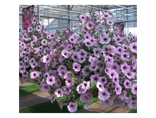 ������� ��������� ����� ����� ��� 80� �������