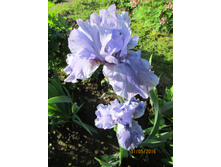 ���� ��������� ���������