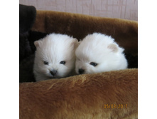 ����� 007.JPG