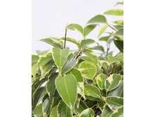 ��������� ������ ������ ����� �����