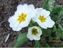 ������ �����.JPG