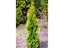 ��� �������� ������+