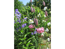 �������� �������.JPG