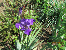 ���� ��������� �����