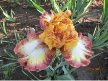 ���� ��������� ����� ���