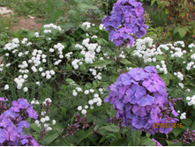 ��������� (�����).JPG