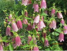 �������� �������.JPG