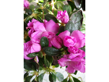 IMG 20170314 152342.jpg