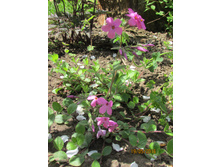 ����� �����������