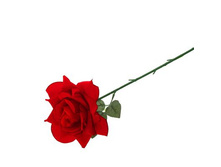 ����� ������������� "������� ���� � ޣ���� ������" 55*12 ������� ������������� "������� ���� � ޣ���� ������" 55*12 �� �����; 12 �� × 55 ��; �������, ��������; � ����� 600 ��. ���.: 1659273 44.70���.