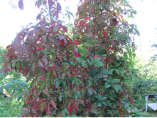 �������� �������.JPG