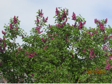 ������ ����� �����.JPG