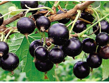 ��������� ������ ���������.jpg