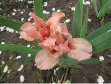 ���� ��������� �������� ����