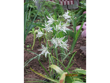 ������������ ����.JPG