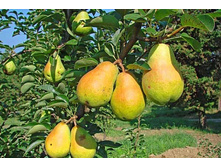 ����� ����� 280�