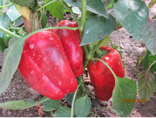 ����� ���������� ������ �������.JPG