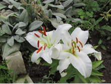 ��������� �����.JPG