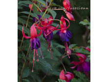 ������-���������