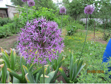 ��� ������������.JPG