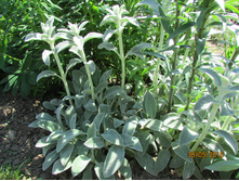 ������ ����������.JPG