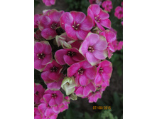 ����������� ������ (2).JPG