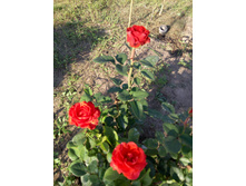 ��� �����