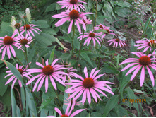 �������� ���������.JPG