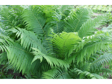 ���������� ���������.JPG