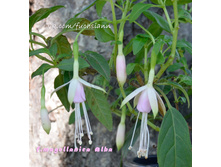 ������ ����������� �����