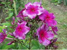 ����������� ������.JPG