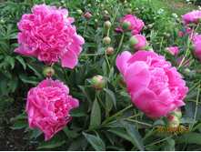 ���� �������.JPG