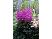 �������� ����.jpg