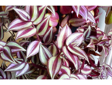 ������������� �������