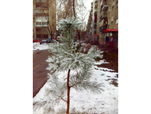 IMG 20170319 142712.jpg