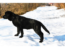 ���� ������� 5 ���