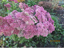 ������ ������ ���������.JPG