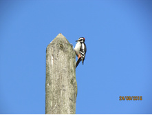 ����� ����.JPG