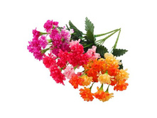 ����� "���� ������������" ��������� "���� ������������" ���� �����; 28 ��; �������, ��������; � ����� 800 ��. ���.: 1376797 78.65���.