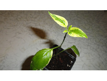 ��������� �������� �����������(Asystasia gangetica variegata)- 150 ���.