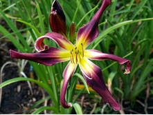 ��������� ��������* (�����. �����.)